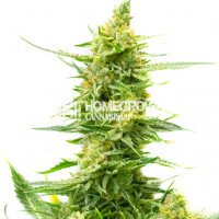 CBD Strawberry Kush Feminized Cannabis Seeds