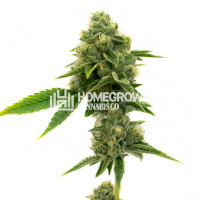 Northern Lights Autoflower Cannabis Seeds