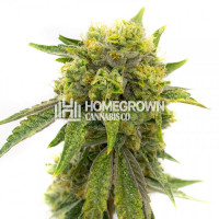 Skunky Afro Feminized Cannabis Seeds