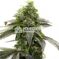 CBD Blueberry Feminized Cannabis Seeds