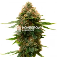 Shishkaberry Kush Feminized Cannabis Seeds