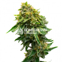 Monkey OG Feminized Cannabis Seeds