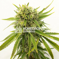 Gold Leaf Autoflower Cannabis Seeds