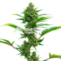 Critical Daddy Feminized Cannabis Seeds