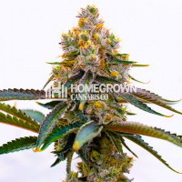 Amnesia Purple Feminized Cannabis Seeds