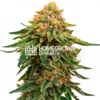 Orange Skunk Feminized Cannabis Seeds