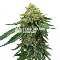 Kabul Confidential Feminized Cannabis Seeds