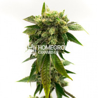 Chronic Widow Feminized Cannabis Seeds