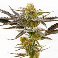 Tropicana Cookies Purple Feminized Cannabis Seeds