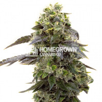 Crystal Feminized Cannabis Seeds