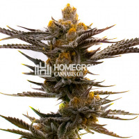 Killer Feminized Cannabis Seeds