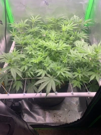 R9: Sour Diesel