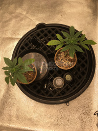 The auto grow