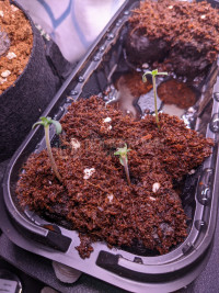 First grow