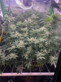 R9: Sour Diesel