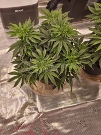 1st grow