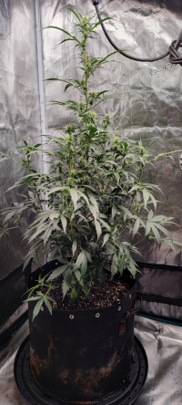 Jack Here Auto #3