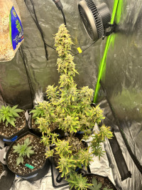 Bruce Banner auto