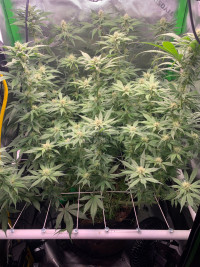 R9: Sour Diesel