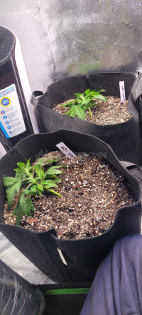 Grow #2 with 4plants