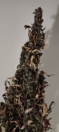 Jack Here Auto #3