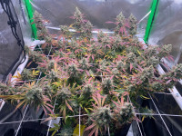 R5: Green Crack