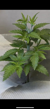 First hydro grow
