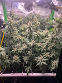R9: Sour Diesel