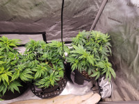 GSC EXTREME
