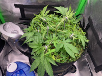 R9: Sour Diesel