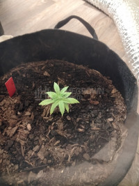 first time grow