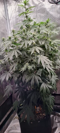 SFV Kush Feminized