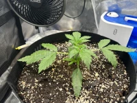 My first grow