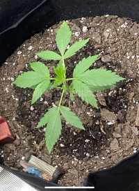 First Auto Grow