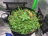 R9: Sour Diesel