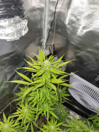 1st time grower