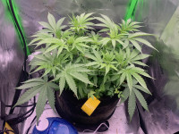 R9: Sour Diesel