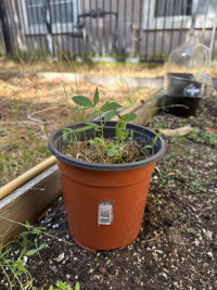 GOOSEBERRY | CBD