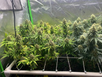 R7: OG Kush