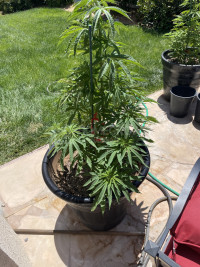 Plant two