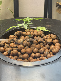 First hydro GG4 grow