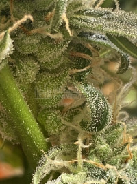 Blueberry auto