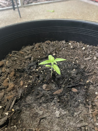 FIRST GROW EVER