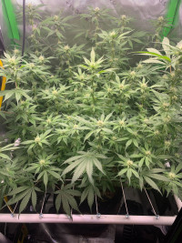 R9: Sour Diesel