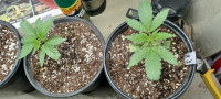 1st seed grow ILGM