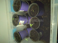 1st Grow Seed2Havest