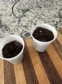 #4,5 Choc Orange Fem
