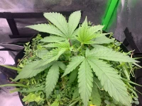 R9: Sour Diesel