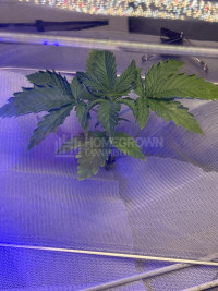 First hydro grow
