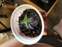 Very first grow